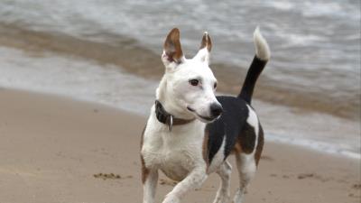 Jack russell terrier dog run 4k wallpaper