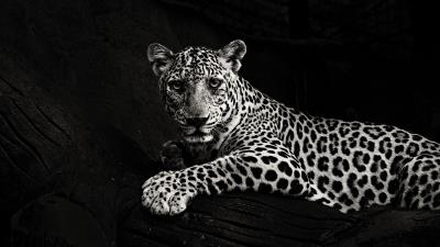 Jaguar bw predator 4k wallpaper