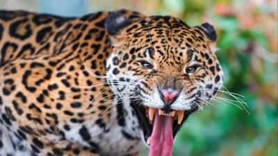 Jaguar face teeth predator big ca 4k wallpaper