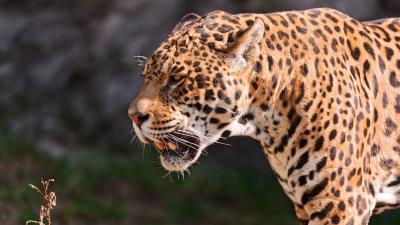 Jaguar grin grass predator muzzle 4k wallpaper