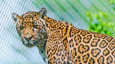 Jaguar predator face spotted look look back 4k wallpaper