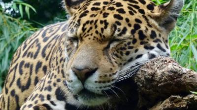 Jaguar predator sleeping big cat 4k wallpaper