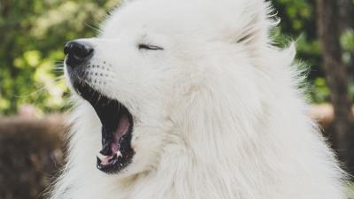 Japanese spitz dog yawn 4k wallpaper