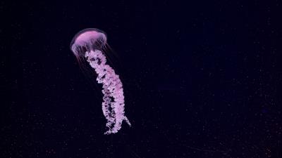 Jellyfish beautiful tentacle 4k wallpaper