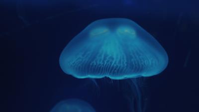 Jellyfish close up surface underwater world 4k wallpaper