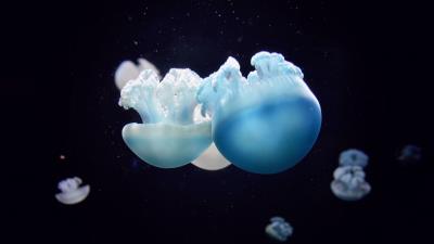Jellyfish close up swim underwater world 4k wallpaper