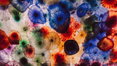 Jellyfish colorful creatures 4k wallpaper
