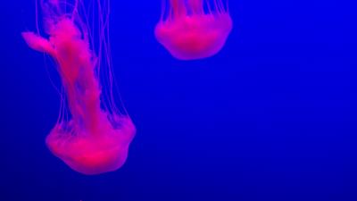 Jellyfish glow pink 4k wallpaper