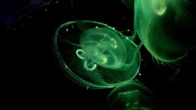 Jellyfish glow underwater 4k wallpaper