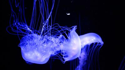 Jellyfish glowing phosphorus 4k wallpaper