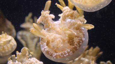 Jellyfish ocean underwater world 4k wallpaper