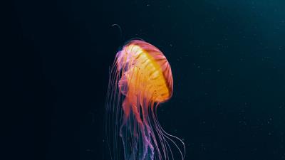 Jellyfish tentacle beautiful image 4k wallpaper