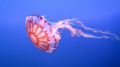 Jellyfish tentacle beautiful 4k wallpaper