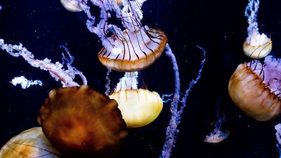 Jellyfish tentacles creatures image 4k wallpaper