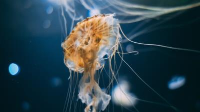 Jellyfish tentacles creatures photo 4k wallpaper