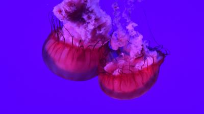 Jellyfish tentacles creatures 4k wallpaper
