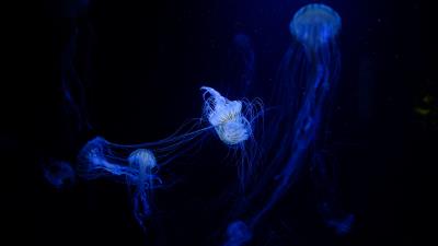Jellyfish tentacles plexus underwater world 4k wallpaper