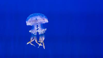 Jellyfish tentacles swim underwater world 4k wallpaper