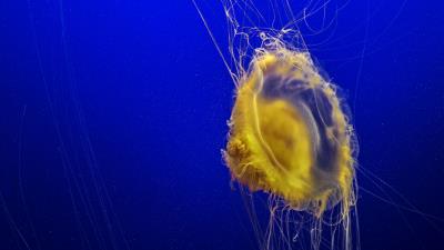 Jellyfish tentacles underwater world image 4k wallpaper