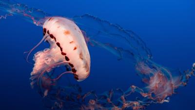 Jellyfish tentacles underwater world img 4k wallpaper