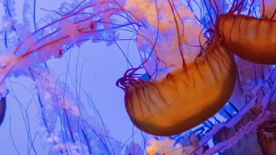 Jellyfish tentacles underwater world pc 4k wallpaper