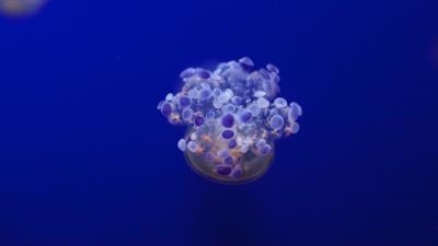 Jellyfish tentacles underwater world variety 4k wallpaper
