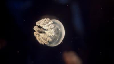 Jellyfish tentacles underwater world wall 4k wallpaper