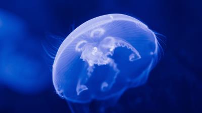 Jellyfish transparent blue 4k wallpaper