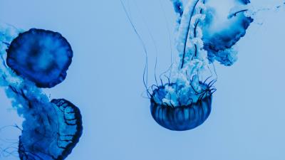 Jellyfish underwater blue image 4k wallpaper