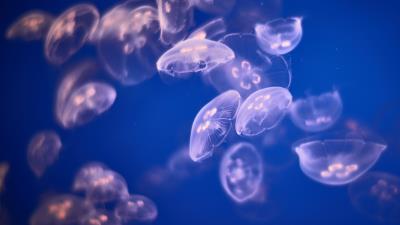 Jellyfish underwater image 4k wallpaper