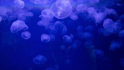Jellyfish underwater jelly 4k wallpaper