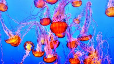 Jellyfish underwater swimming 4k wallpaper