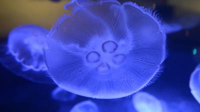 Jellyfish underwater world close up 4k wallpaper