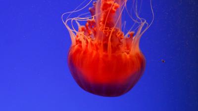 Jellyfish underwater world orange 4k wallpaper