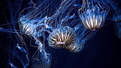 Jellyfish underwater world stripes tentacles 4k wallpaper