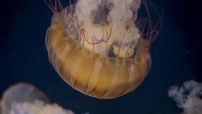 Jellyfish underwater world tentacle 4k wallpaper