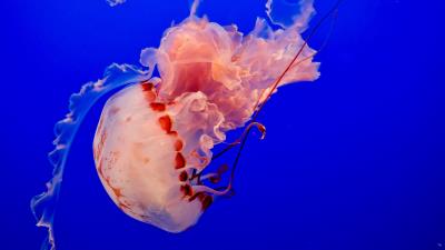 Jellyfish underwater world tentacles image 4k wallpaper