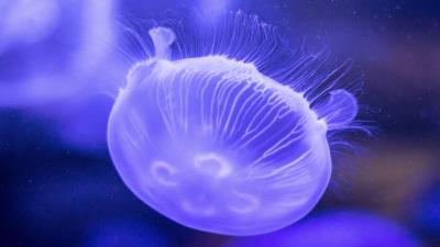 Jellyfish underwater world tentacles lilac 4k wallpaper