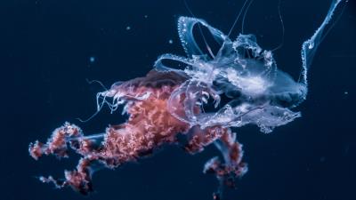 Jellyfish underwater world tentacles ocean 4k wallpaper