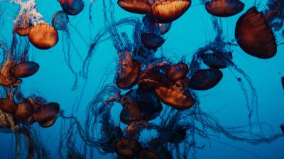 Jellyfish underwater world tentacles picture 4k wallpaper