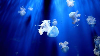 Jellyfish underwater world tentacles small 4k wallpaper