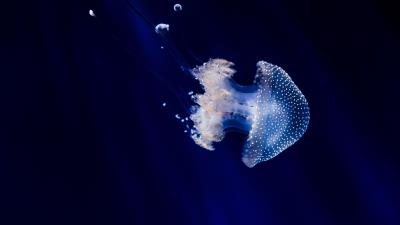 Jellyfish underwater world tentacles swimming 4k wallpaper