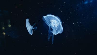 Jellyfish underwater world tentacles 4k wallpaper