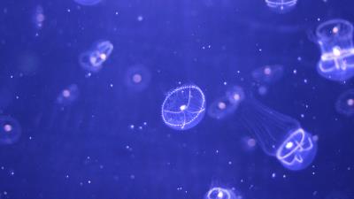 Jellyfish water particles 4k wallpaper