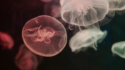 Jellyfish water underwater 4k wallpaper