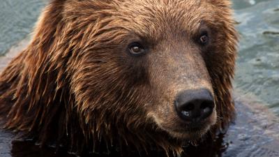 Kamchatka brown bear bear muzzle 4k wallpaper