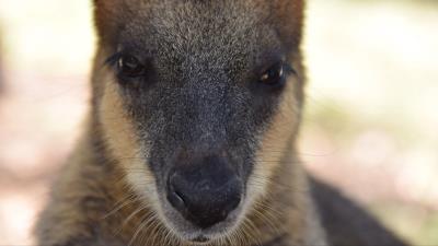 Kangaroo muzzle nose eyes 4k wallpaper