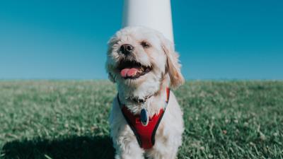 Kavashon cockapoo dog puppy protruding tongue 4k wallpaper