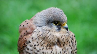 Kestrel hawk bird beak predator 4k wallpaper