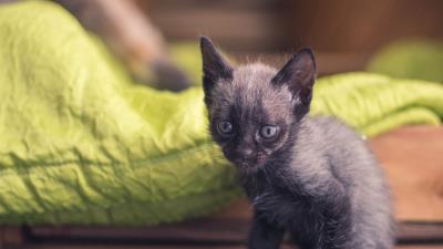 Kitten baby sitting 4k wallpaper